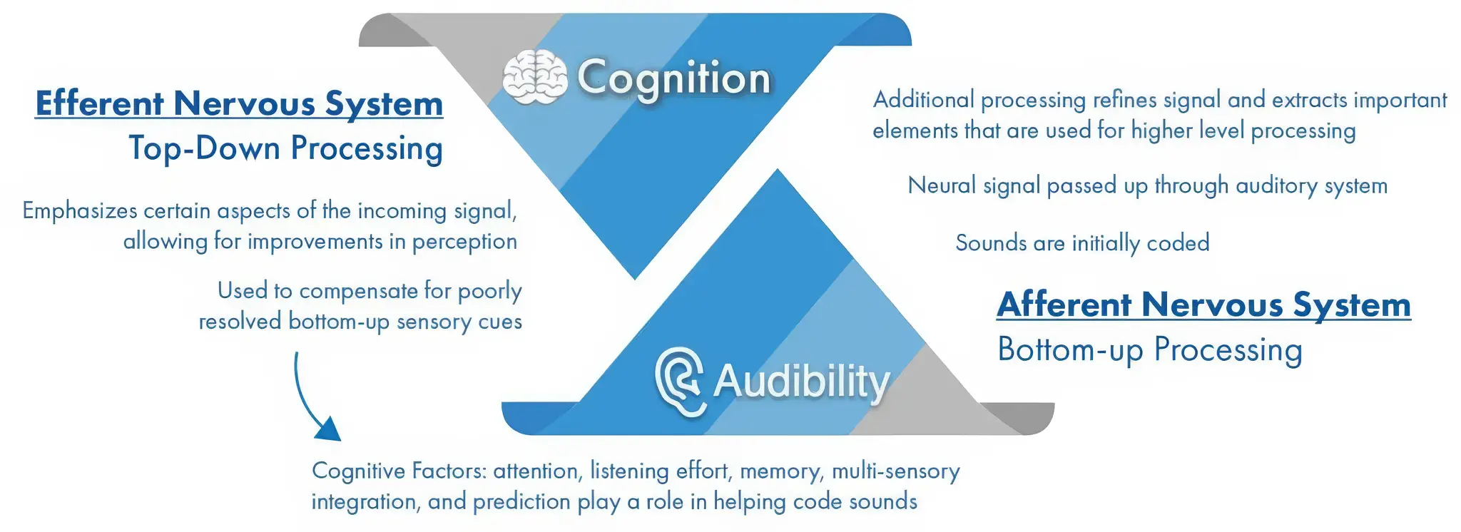 Efferent Nervous System