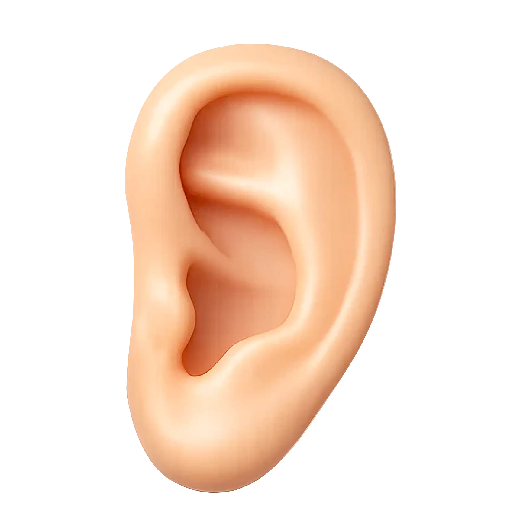 Ear