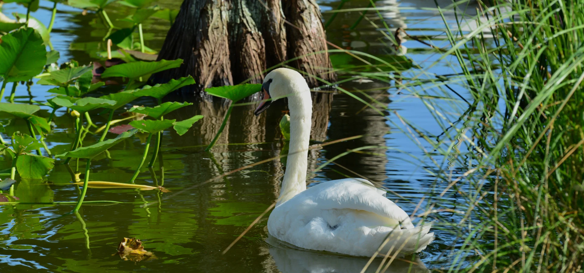 Mute Swans on Lake Morton, Lakeland, Florida